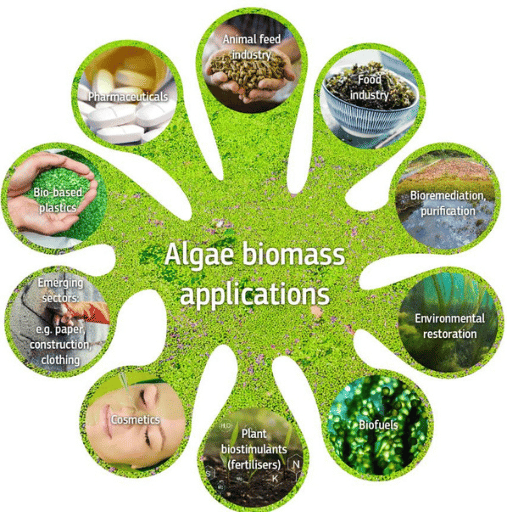 Applications of Algae Cultivation Across Various Sectors