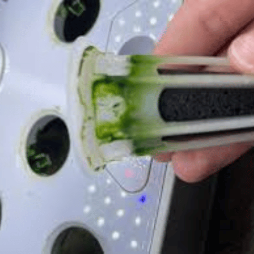 Maintenance Tips for Optimal Algae Growth