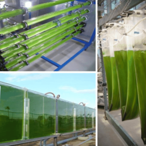 Microalgae Cultivation Techniques