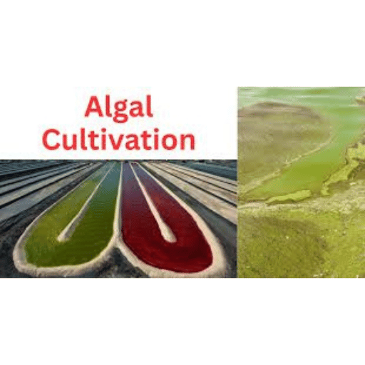 Descripción general del cultivo de algas